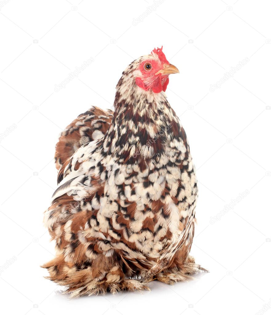 Pekin Bantam in front of white background