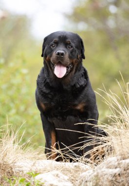 Safkan Rottweiler sonbaharda doğada yürüyor.
