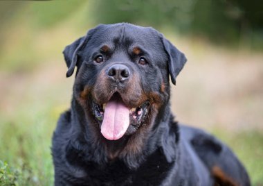 Safkan Rottweiler sonbaharda doğada yürüyor.