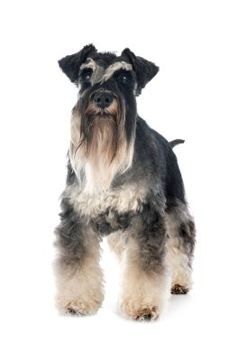 Beyaz arkaplan önünde minyatür schnauzer