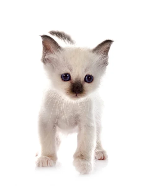 Birman Kitten Front White Background — Stock Photo, Image
