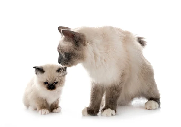 Birman Gatinho Mãe Frente Fundo Branco — Fotografia de Stock