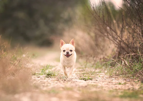 Piccolo Chihuahua Passeggiare Liberi Nella Natura — Foto Stock