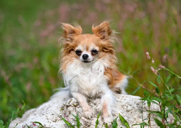 Petit Chihuahua Marche Libre Dans Nature — Photo