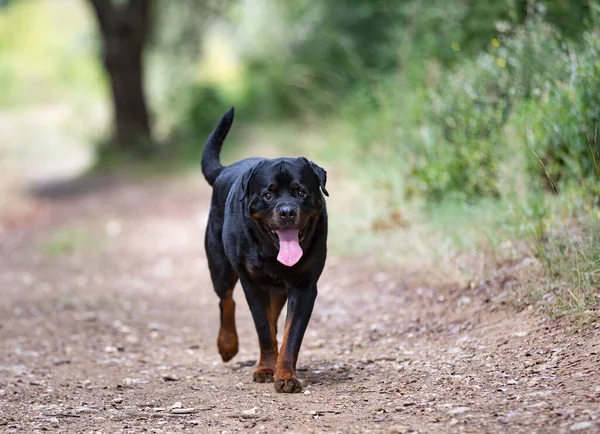Rottweiler Czystej Krwi Chodzenie Przyrodzie Jesienią — Zdjęcie stockowe