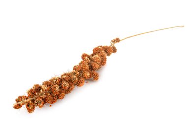 Beyaz arkaplan önünde darı brach