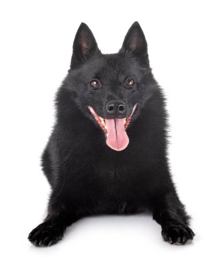 Beyaz arka planda safkan Schipperke