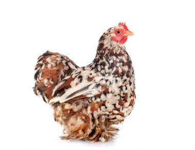 Pekin bantam beyaz arkaplan önünde