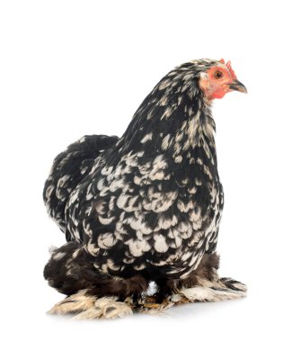 Pekin bantam beyaz arkaplan önünde