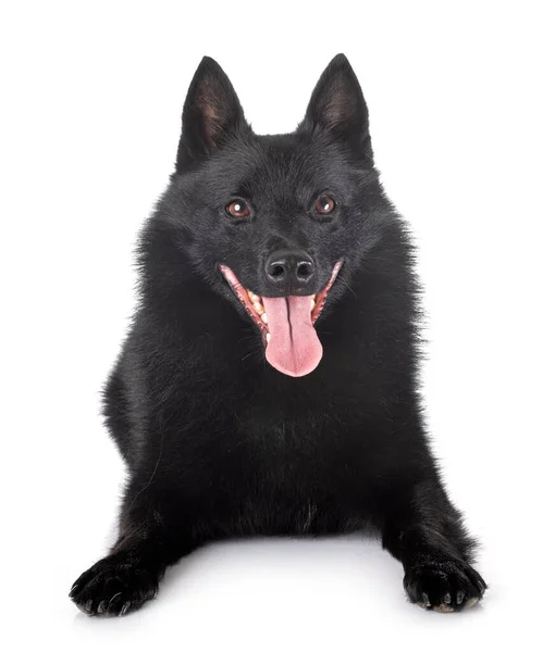 Schipperke Pura Raza Delante Fondo Blanco — Foto de Stock