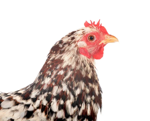 Pekin Bantam Frente Fundo Branco — Fotografia de Stock