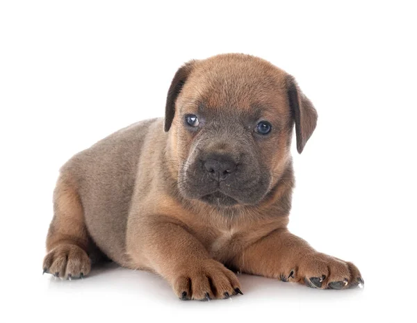 Cucciolo Mastino Italiano Davanti Sfondo Bianco — Foto Stock