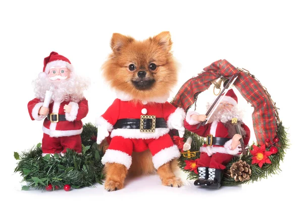 Beyaz Arka Planda Köpek Noel Süslemesi — Stok fotoğraf