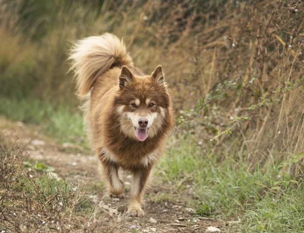 Barna Finn Lapphund Séta Természetben — Stock Fotó