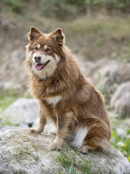 Bruna Finska Lapphund Promenader Naturen — Stockfoto