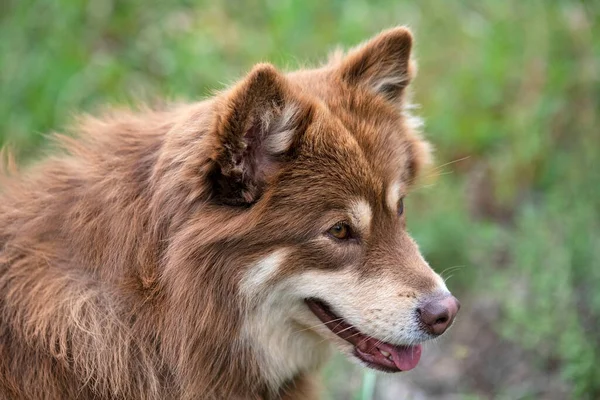 Brun Finlandais Lapphund Marche Dans Nature — Photo