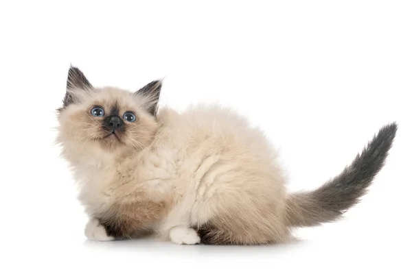 Birman Gatinho Frente Fundo Branco — Fotografia de Stock