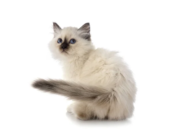 Birman Gattino Fronte Sfondo Bianco — Foto Stock