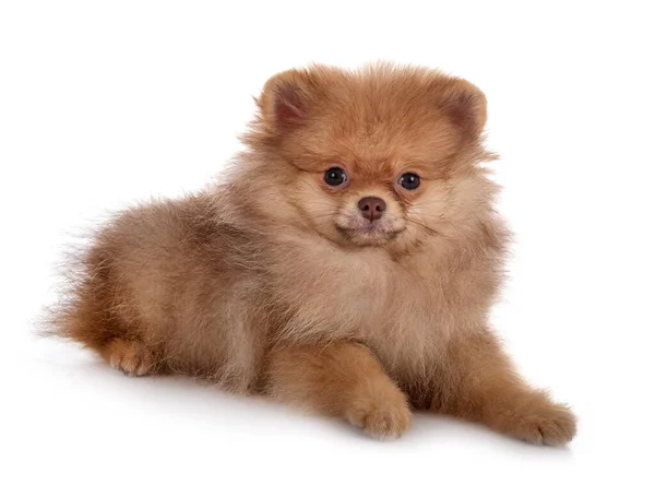 Young Pomeranian Front White Background — Stock Photo, Image