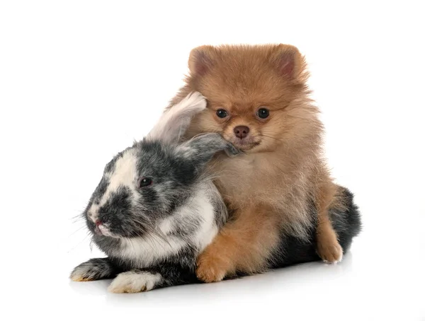 Jong Pomeranian Konijn Voorkant Van Witte Achtergrond — Stockfoto