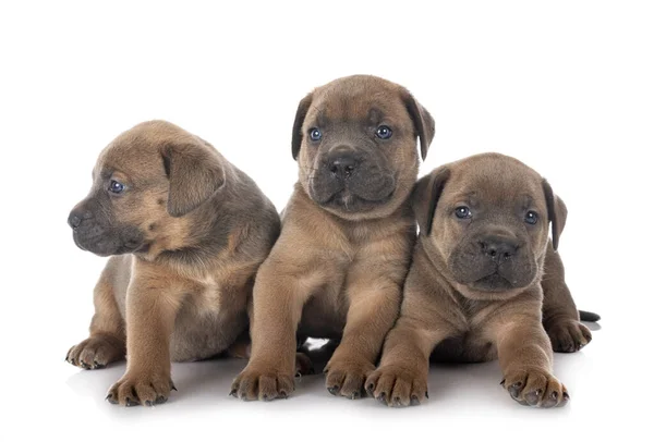 Cachorros Mastín Italiano Frente Fondo Blanco —  Fotos de Stock