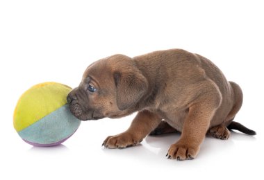 Beyaz arka planda köpek yavrusu İtalyan mastifi.