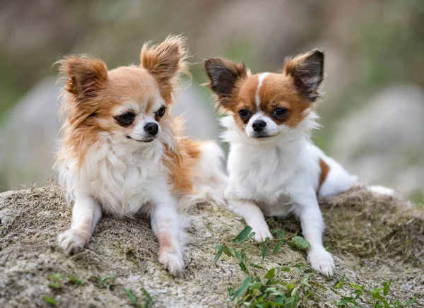 Λίγο Chihuahuas Περπάτημα Ελεύθερα Στη Φύση — Φωτογραφία Αρχείου