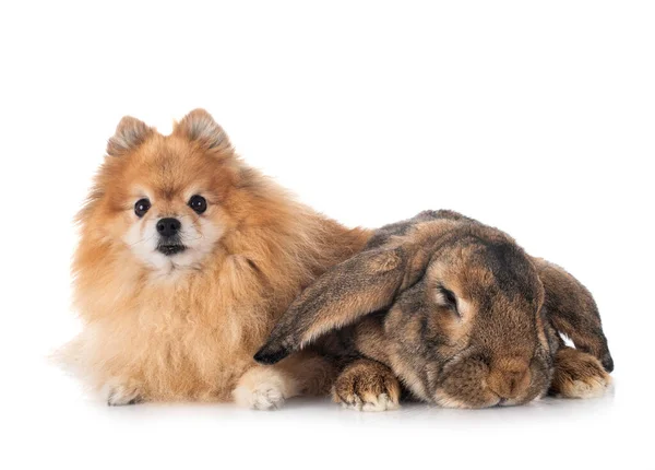 Flemish Giant Rabbit Spitz Front White Background — Stock Photo, Image