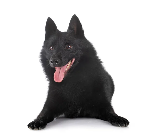 Schipperke Pura Raza Delante Fondo Blanco — Foto de Stock