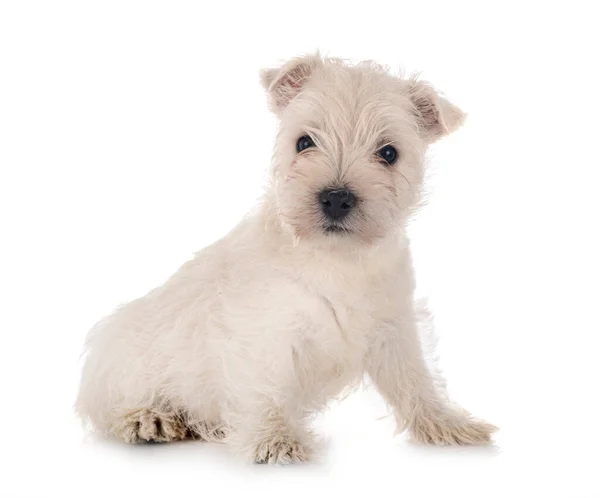 Cachorro West Highland White Terrier Frente Fundo Branco — Fotografia de Stock