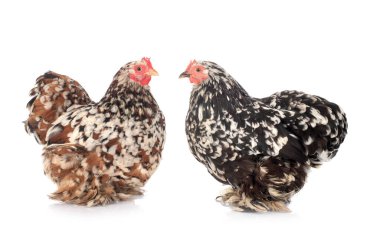 Pekin bantam beyaz arkaplan önünde