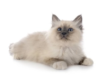 Birman kedi yavrusu beyaz arkaplan önünde