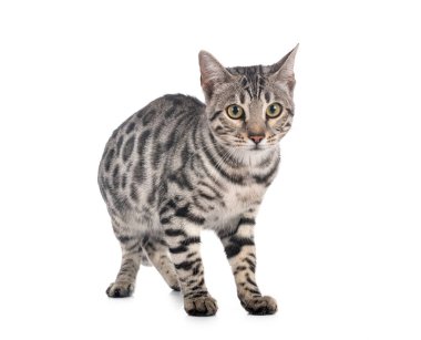 Bengal kedisi beyaz arka planda