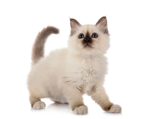 Birman Kitten Voorkant Van Witte Achtergrond — Stockfoto