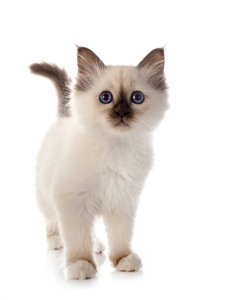 Birman Gatito Frente Blanco Fondo —  Fotos de Stock