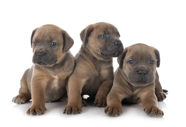 Cachorros Mastín Italiano Frente Fondo Blanco —  Fotos de Stock