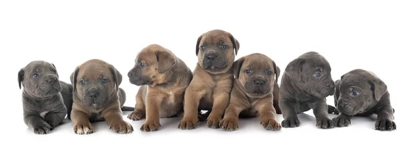 Pups Italiaanse Mastiff Voorkant Van Witte Achtergrond — Stockfoto