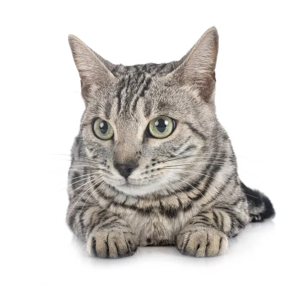 Bengal Cat Front White Background — Stock Photo, Image