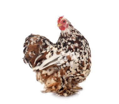 Pekin bantam beyaz arkaplan önünde