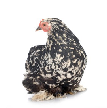 Pekin bantam beyaz arkaplan önünde