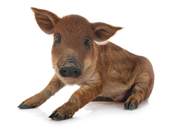 Young Mangalica Front White Background — Stock Photo, Image