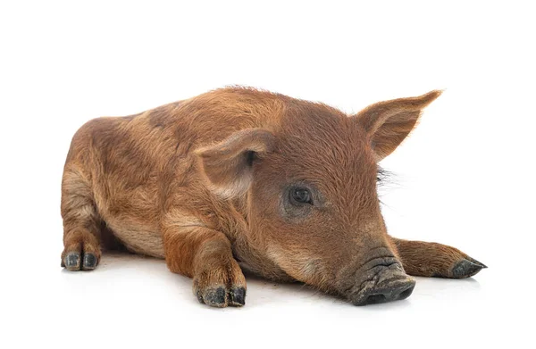 Young Mangalica Front White Background — стоковое фото