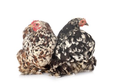 Pekin bantam beyaz arkaplan önünde
