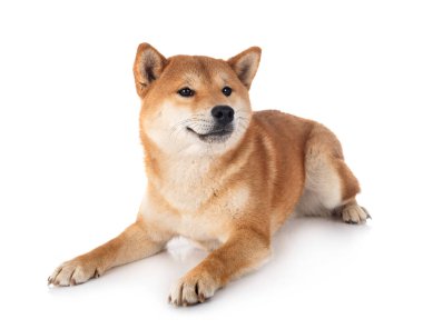 Beyaz arkaplan önünde shiba inu