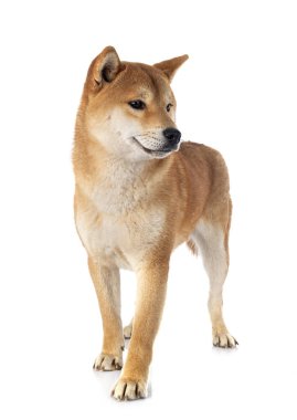 Beyaz arkaplan önünde shiba inu