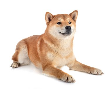Beyaz arkaplan önünde shiba inu