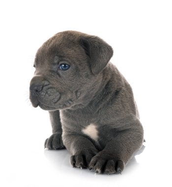 Beyaz arka planda köpek yavrusu İtalyan mastifi.