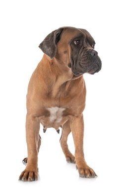  Beyaz arkaplan önünde İtalyan mastifi