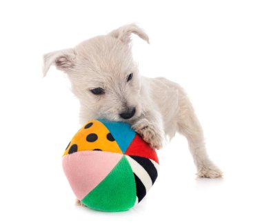 Beyaz arka planda köpek yavrusu Batı Highland Beyaz Teriyeri