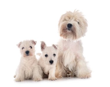 Beyaz arka planda West Highland White Terrier ailesi